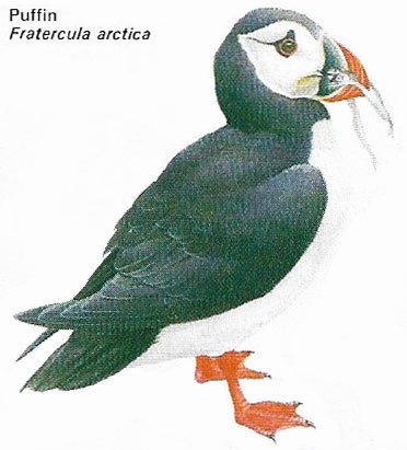 Puffin