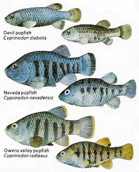 These three species of pupfish live in the vestiges of Lake Lahontan in Nevada.
