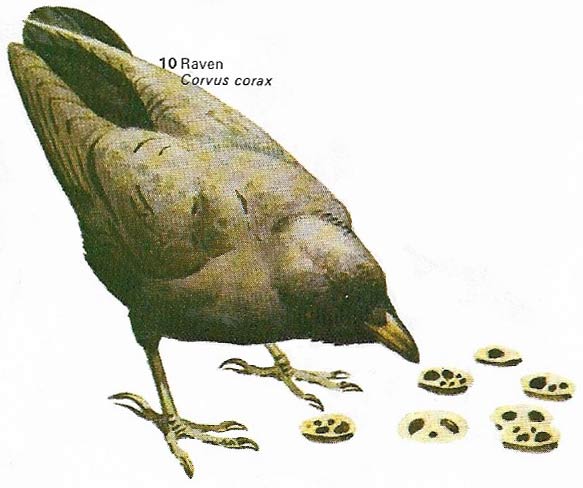 Ravens and other birds have been found capable of counting up to seven.