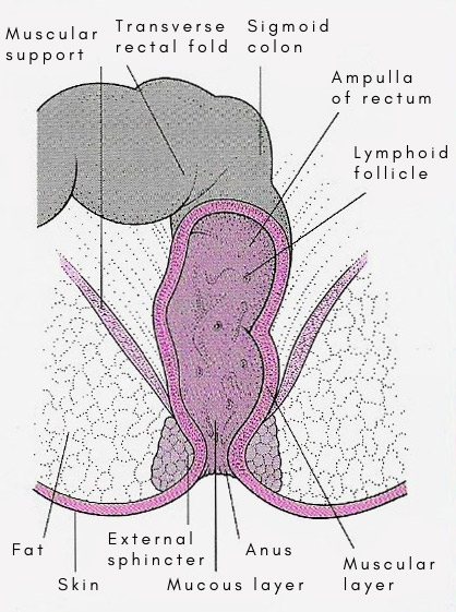 Rectum