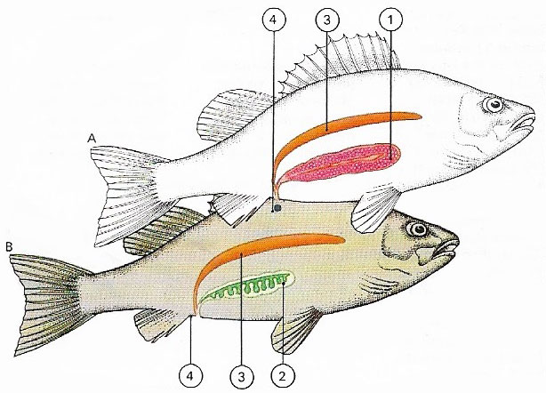 The ear of a fish serves for hearing and for positional sense.