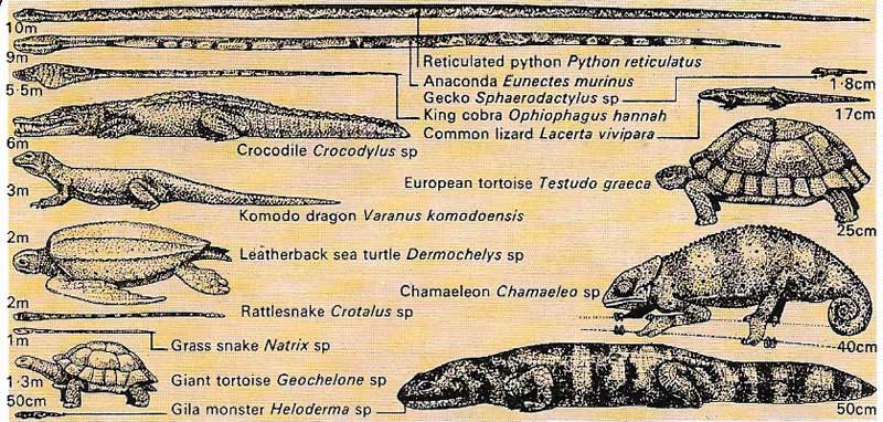 Lengths of reptiles.