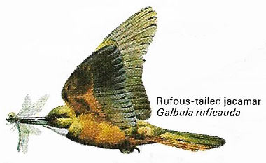 Rufous-tailed_jacamar