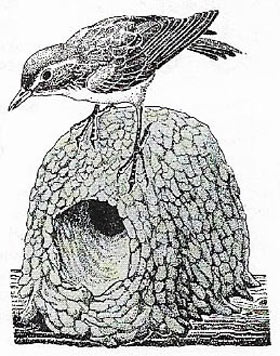 Rufous ovenbird nest
