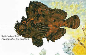 sail-fin leaf fish