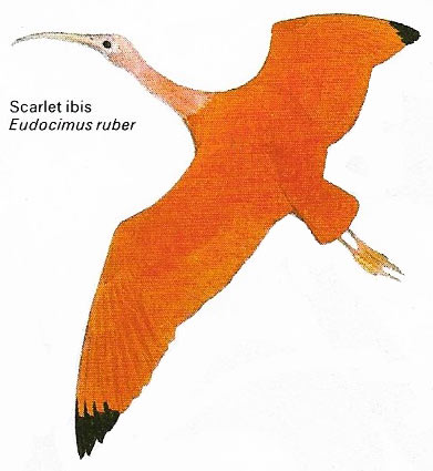 Scarlet ibis