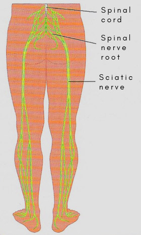 Each sciatic nerve is formed from nerve roots in the spinal cord and runs down the leg to the foot.
