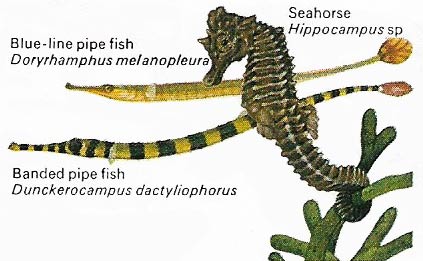 Seahorse and pipefish