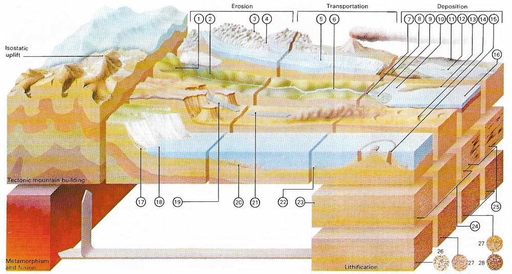 Sedimentary cycle