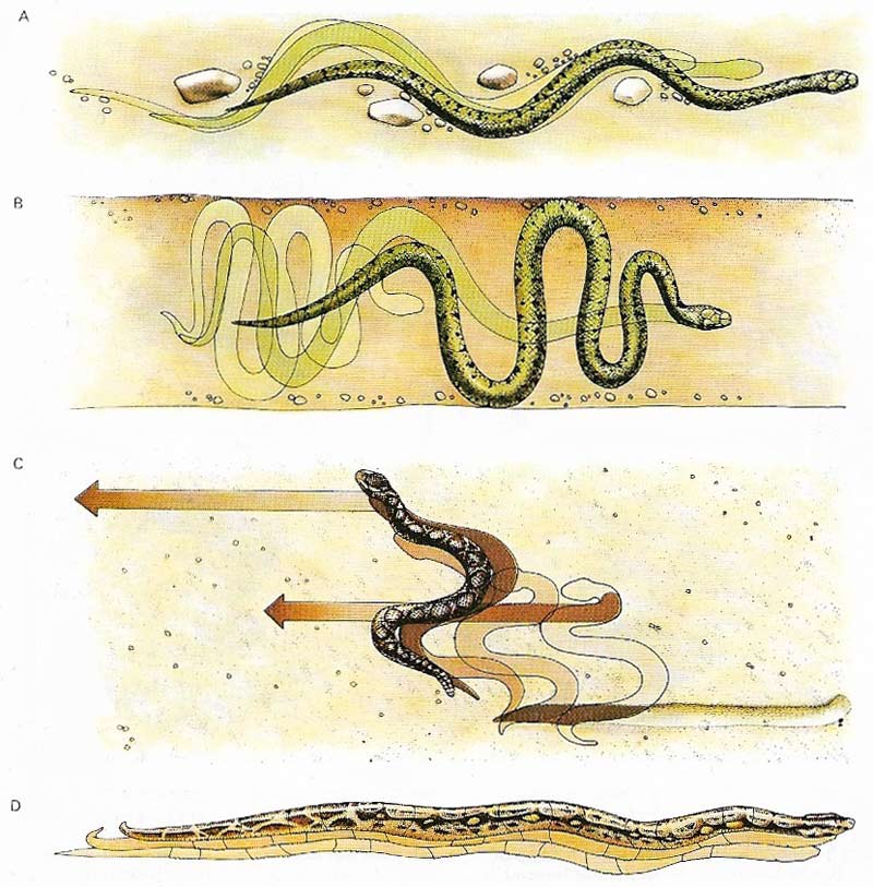 Serpentine locomotion (A) is the conventional means of movement for most snakes on land or in water.