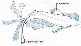 How a shark moves