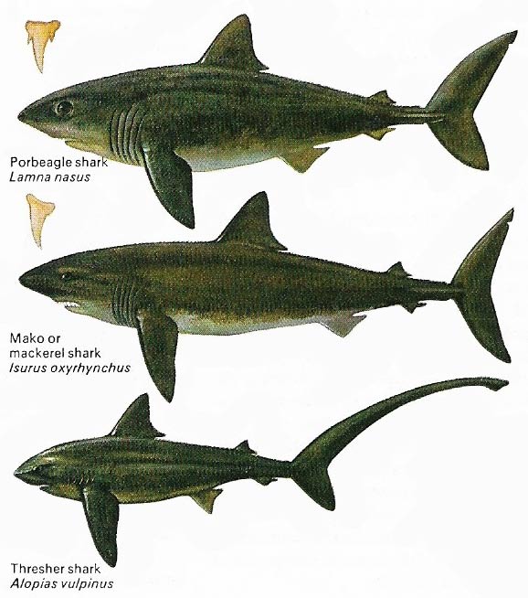 All these shark species are known to venture into European waters.