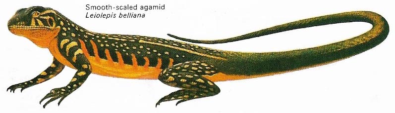 Smooth-scaled agamid