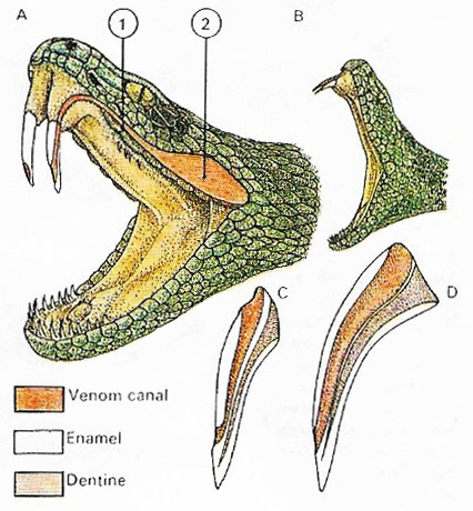 Snake venom is produced in modified salivary glands, delivered in certain snakes by grooved teeth.