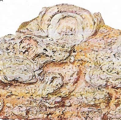 Stromatolites