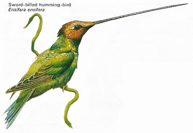 Sword-billed hummingbird