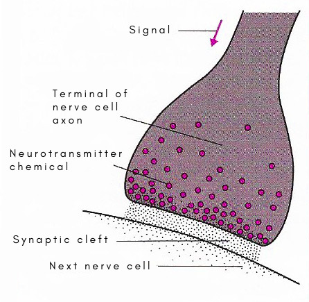 Nerve synapse