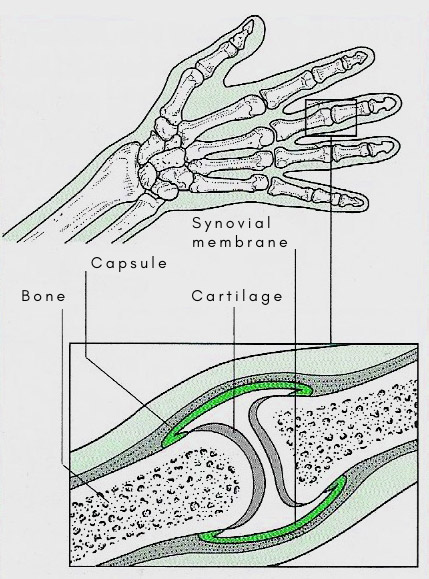 Synovial membrane