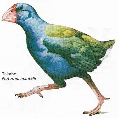 Takahe