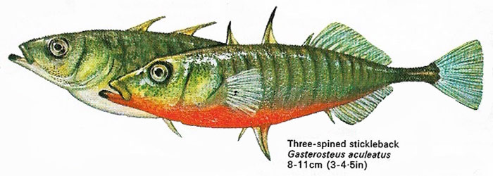 Three-spined stickleback