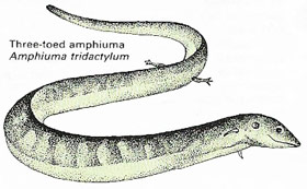 Three-toed amphiuma