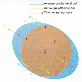 Mechanism of the tides