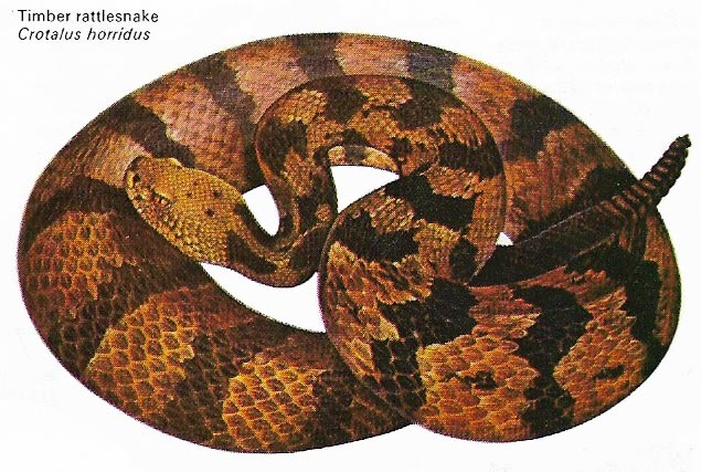 Timber rattlesnake