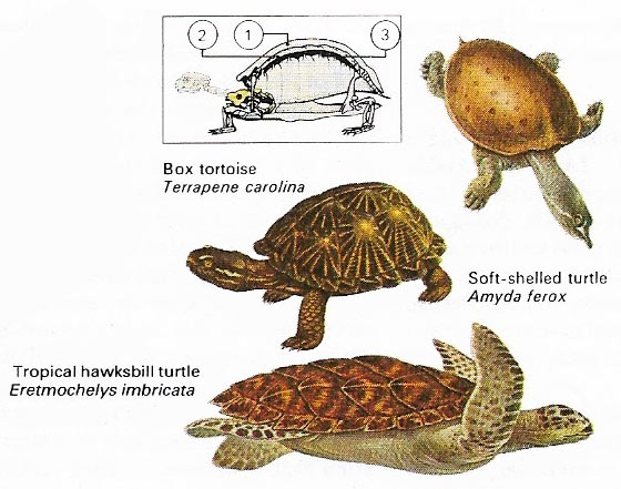Box tortoise, soft-shelled turtles, and tropical hawksbill turtle