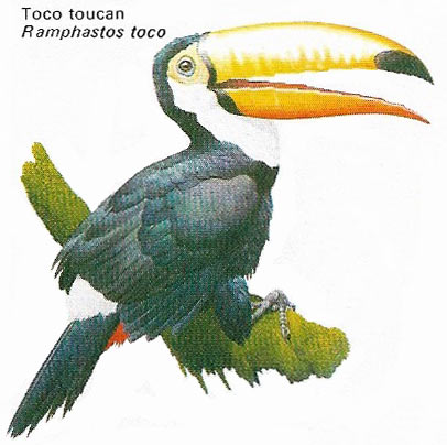 Toucan