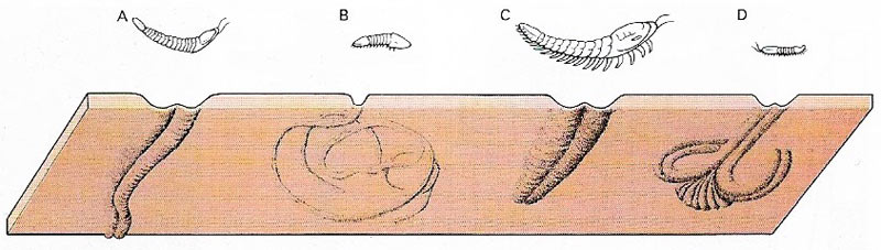 Trace fossils