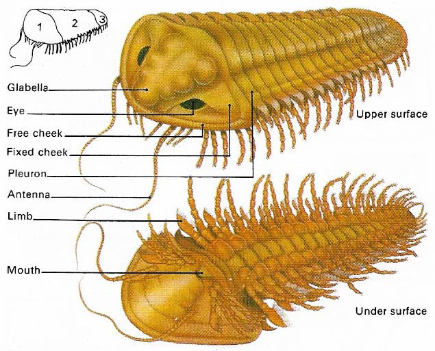 Trilobite anatomy