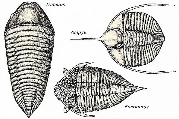 Trilobites adapted to their environment in a variety of ways.