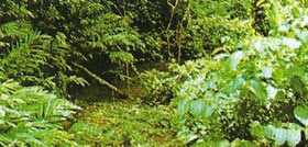 tropical rainforet