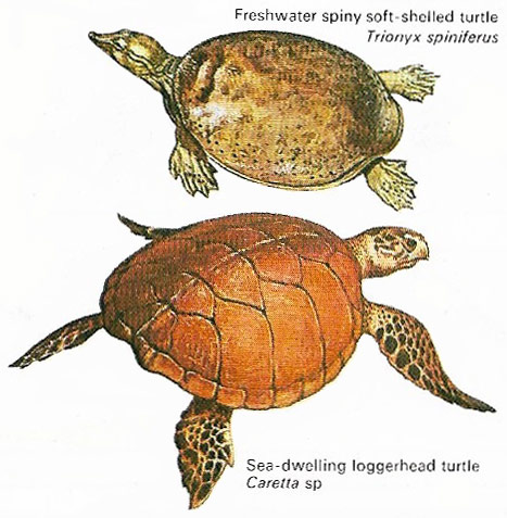 Several families of terrapin or turtle are found in lakes and rivers, while all true sea turtles belong to one of two families.