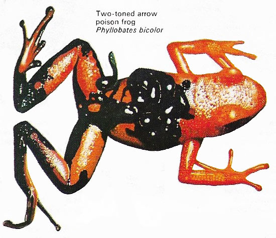 Two-toed arrow poison frog
