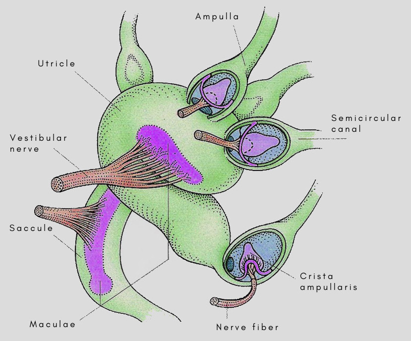 Vestibule of the inner ear