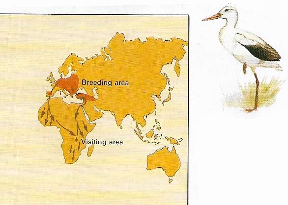 White stork migration