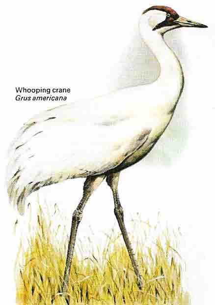 Whooping crane