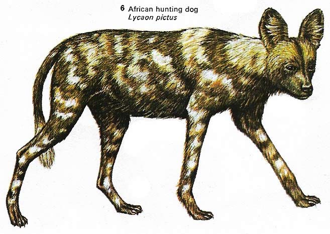 African hunting dog