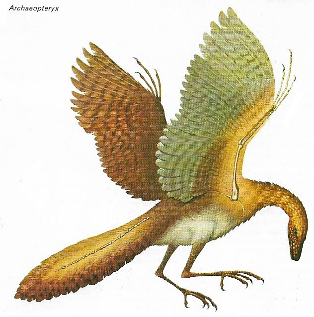 Archeopteryx