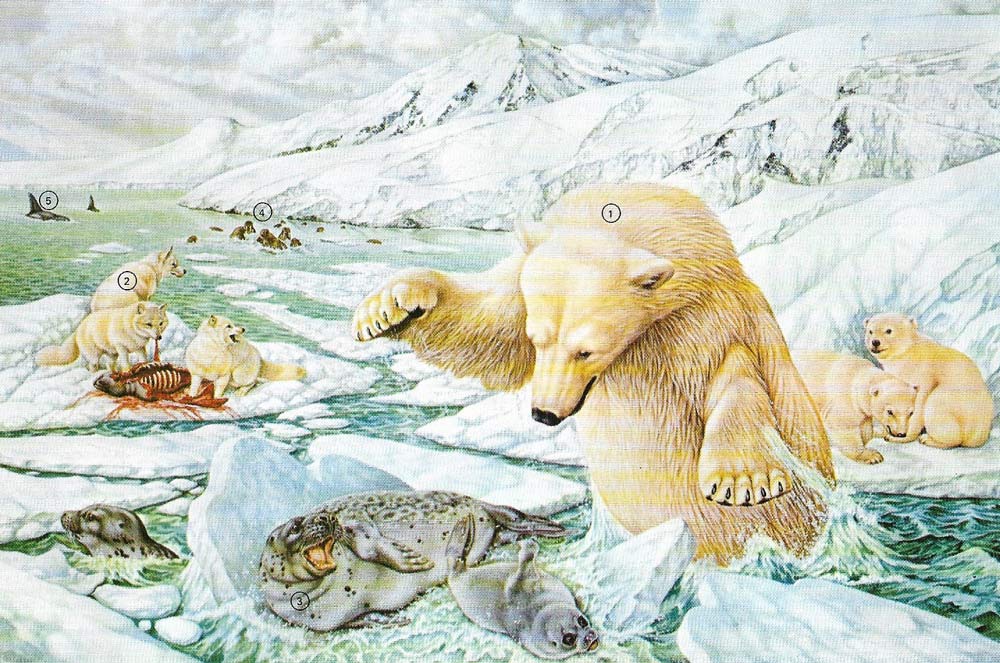 Two carnivorous predators, the polar bear and the Arctic fox, head the food chain of the ice cap surrounding the North Pole.