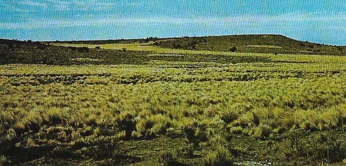 Argentine pampas