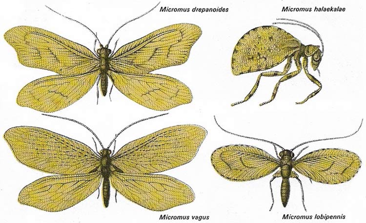 Hawaiian lacewings