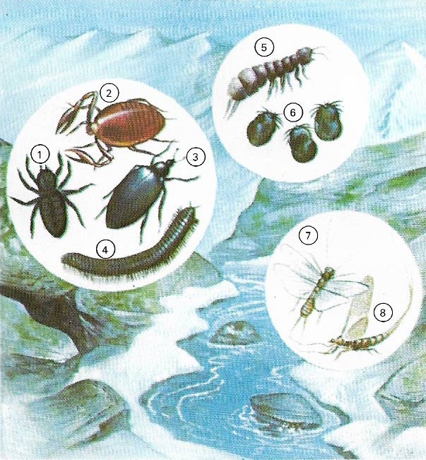 Himalayan insects
