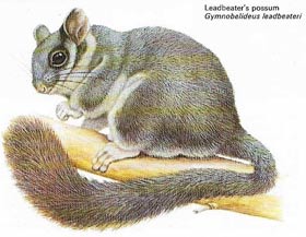 Leadbeater's possum