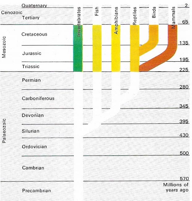 Mesozoic