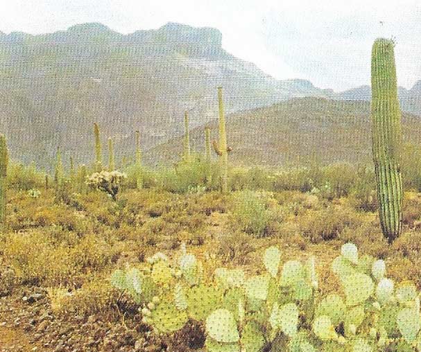 The hot deserts of Mexico and North America are the home of most of the world's 1,500 species of cacti.