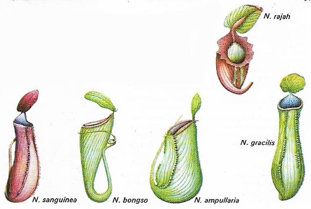 The pitchers of the Nepenthes genus of plants are expanded leaves modified for catching insects.
