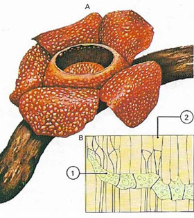 Rafflesia arnoldi