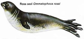 Ross seal